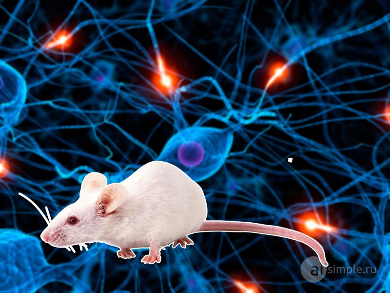 Нейробиологи обнаружили клетки мозга, которые помогают нам быстро интерпретировать новые ситуации