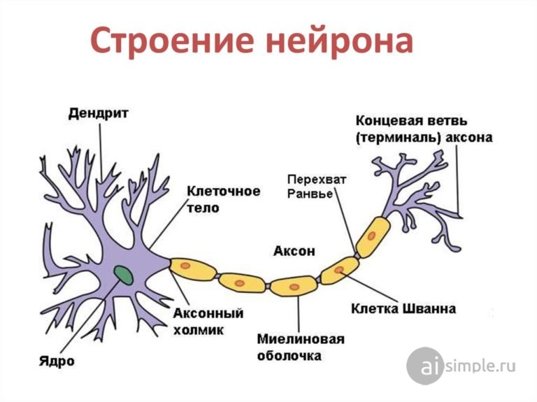 Биологический нейрон (схема)